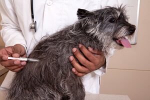 Read more about the article Benue declares rabies outbreak, plans mass dog vaccination