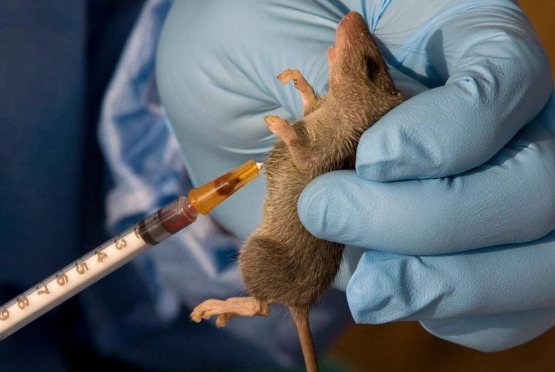 You are currently viewing Edo State records 36 Lassa fever cases, 8 deaths in early 2025 