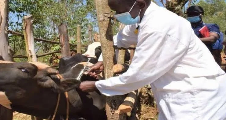 You are currently viewing FG to revamp veterinary institute, target 1.2billion vaccine doses annually  